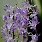 Vandachostylis Lou Sneary Blue Bird-Flowering Size